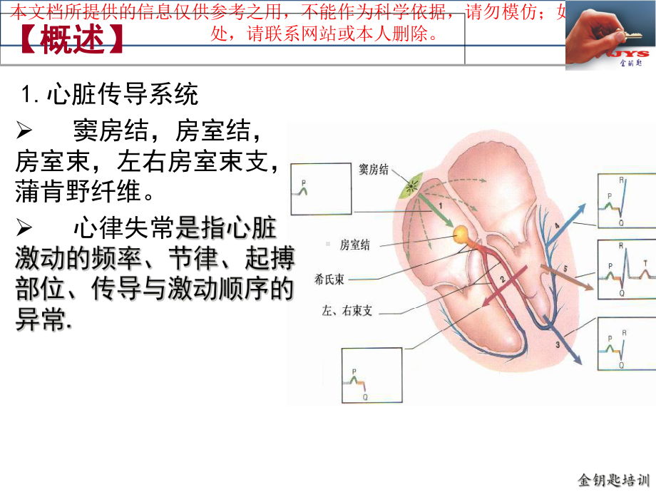 心电图和心律失常培训课件.ppt_第3页