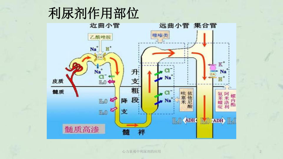 心力衰竭中利尿剂的应用课件.ppt_第2页