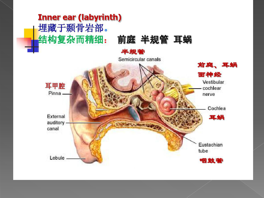 梅尼埃病的诊断治疗及目前进展课件.pptx_第3页