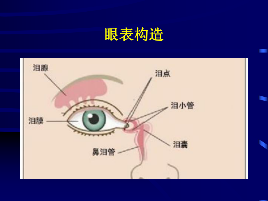 干眼培训诊断与治疗副本课件.ppt_第2页