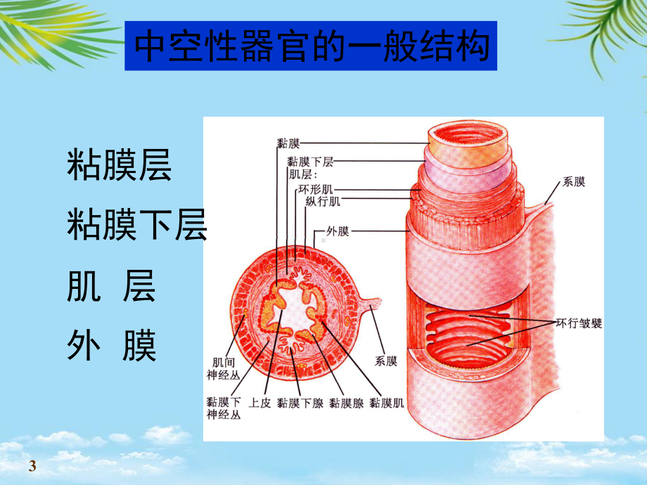 教培用解剖学消化系统第一章消化管课件.ppt_第3页