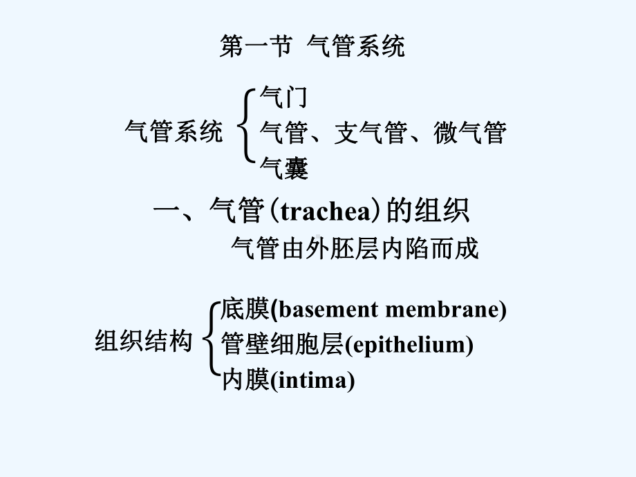 昆虫的呼吸系统1课件.ppt_第2页