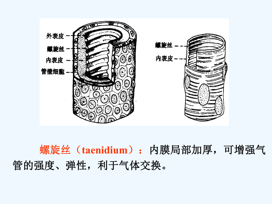 昆虫的呼吸系统1课件.ppt_第3页