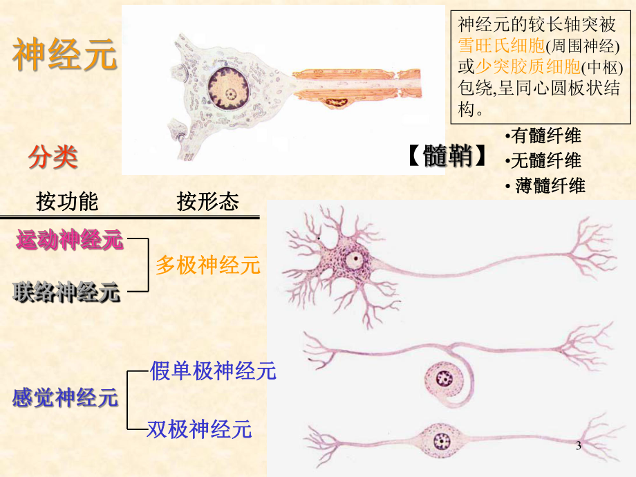 总论脊髓课件.ppt_第3页