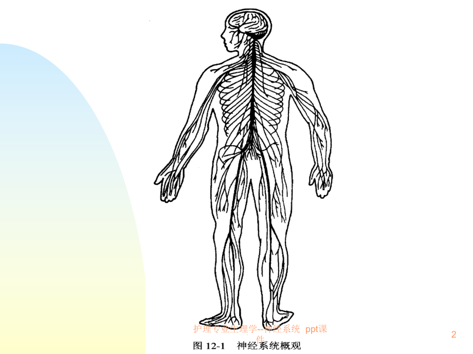 护理专业生理学神经系统-课件.ppt_第2页