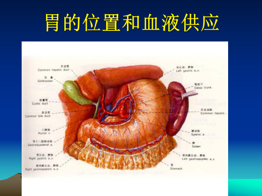 新胃十二指肠溃疡及并发症培训课件-2.ppt_第3页