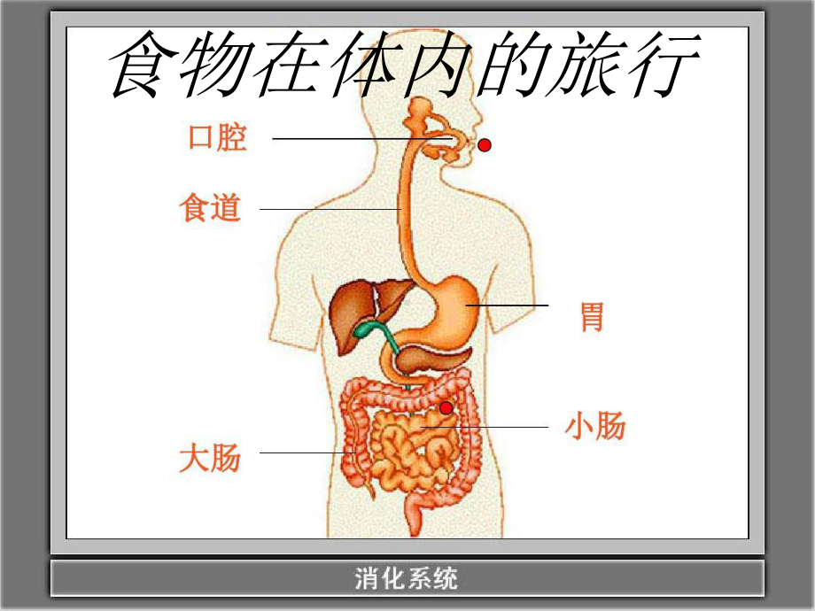 教科版教材《食物在体内的旅行》完美版推荐1课件.ppt_第1页