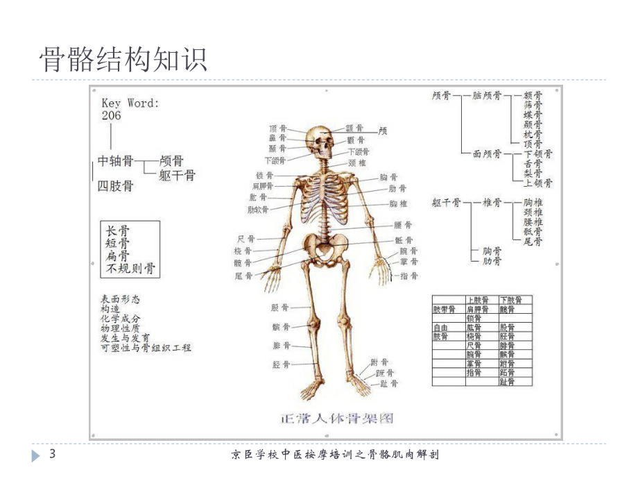 某学校中医按摩培训之骨骼肌肉解剖培训课件.ppt_第3页