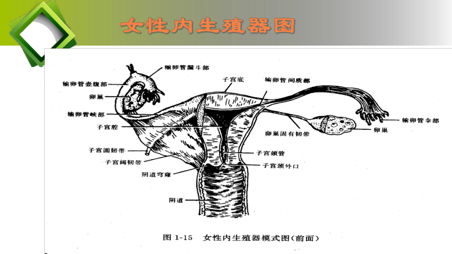 案例宫外孕课件.pptx_第3页