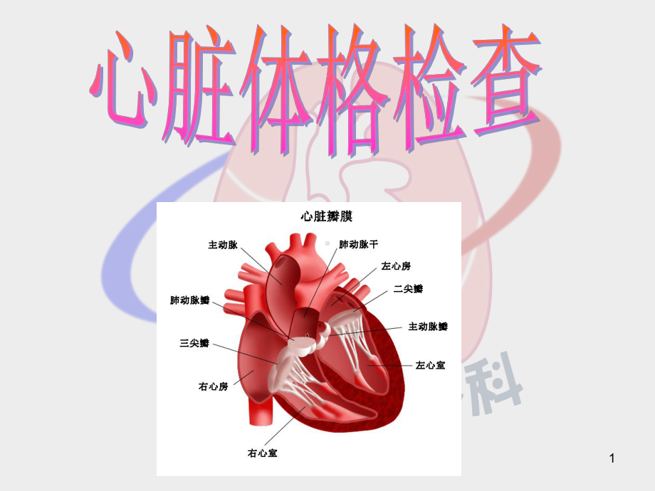 心脏体格检查医学课件.ppt_第1页