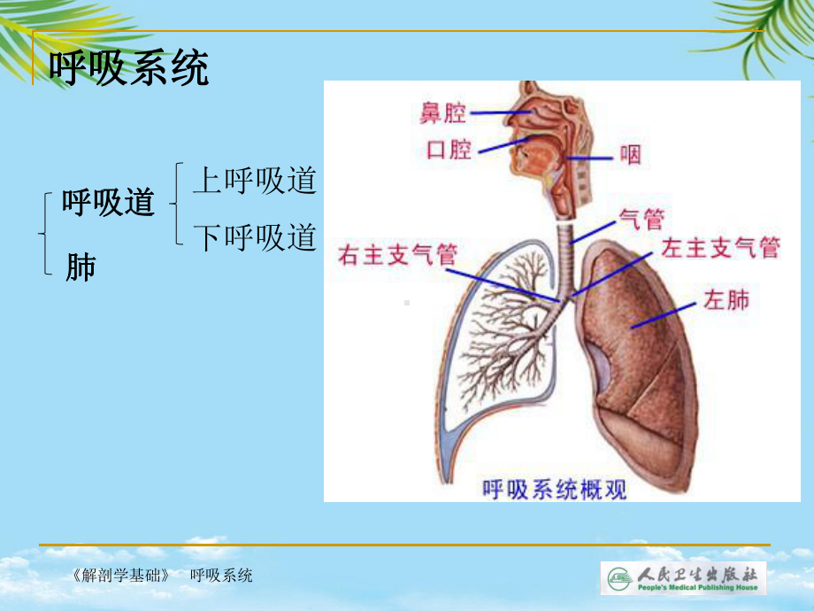 教培用解剖学基础第四章-呼吸系统课件.ppt_第3页