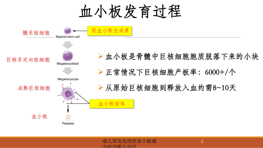 成人原发免疫性血小板减少症诊断与治疗培训课件.ppt_第2页