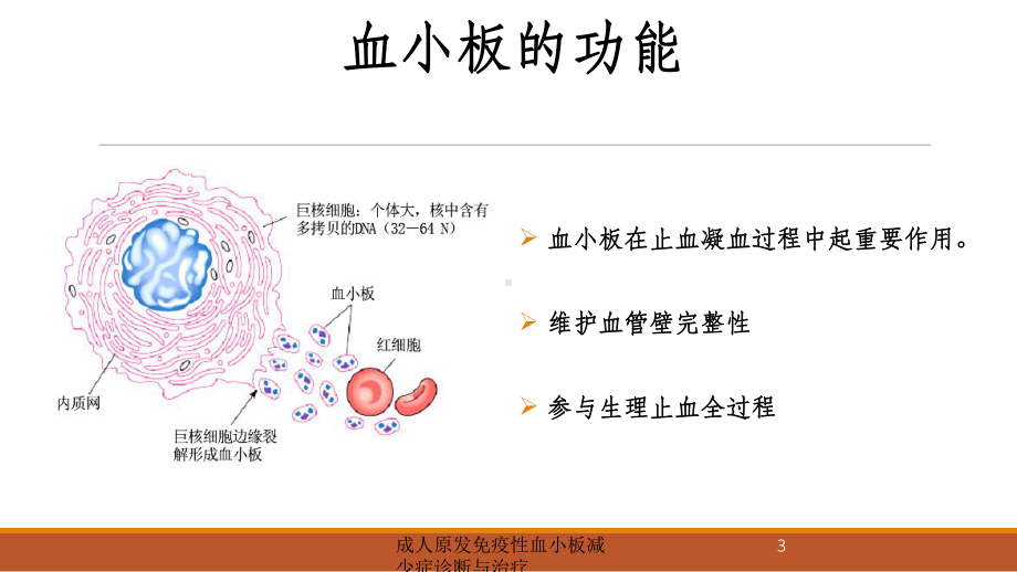 成人原发免疫性血小板减少症诊断与治疗培训课件.ppt_第3页