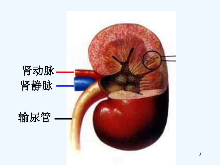 尿液形成的过程-课件.ppt_第3页