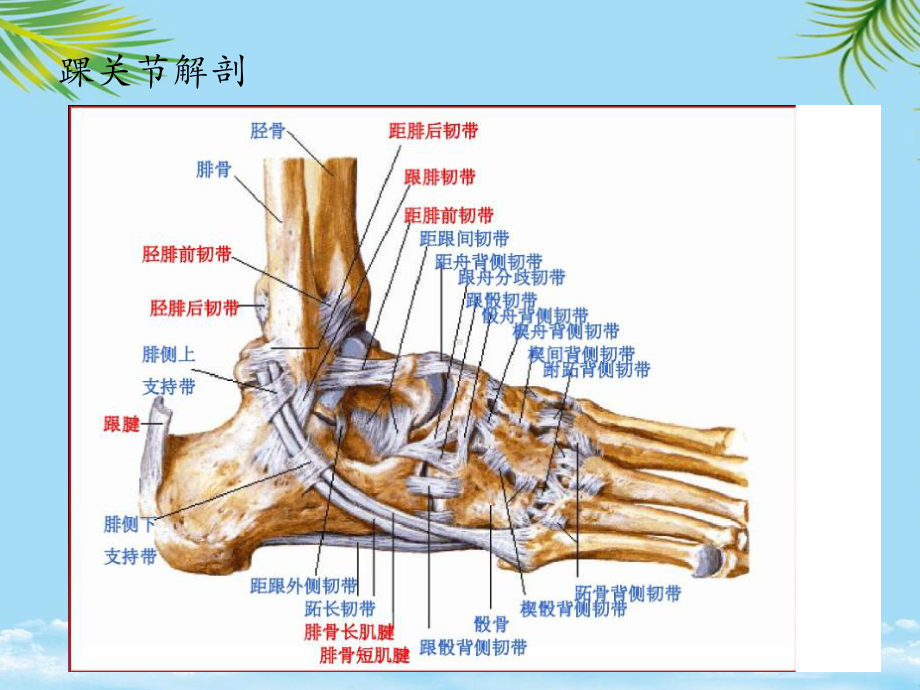 教培用踝关节MRI解剖和常见损伤类型课件.pptx_第3页