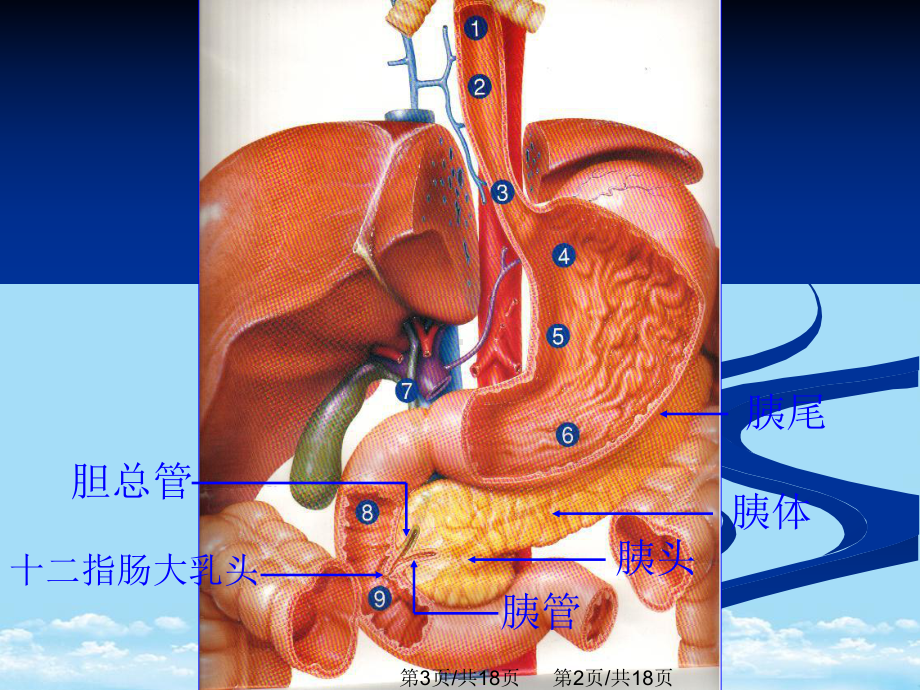 急性胰腺炎全面版课件-2.pptx_第3页