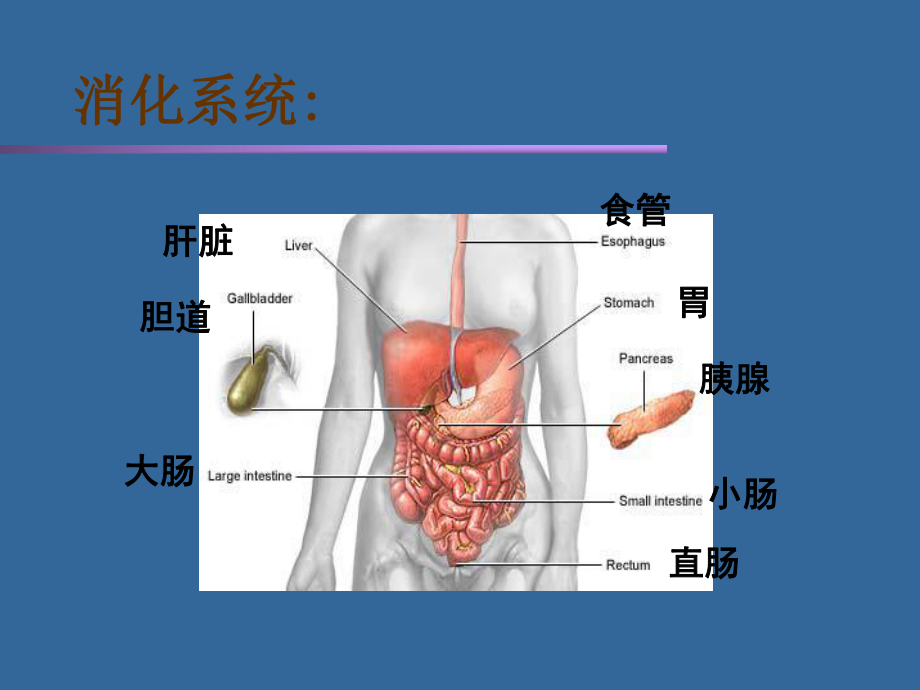 急慢性胃炎课件.ppt_第2页