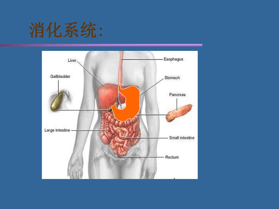 急慢性胃炎课件.ppt_第3页