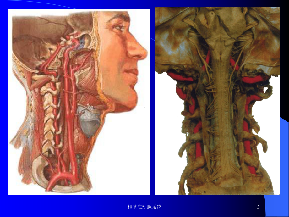 椎基底动脉系统培训课件.ppt_第3页