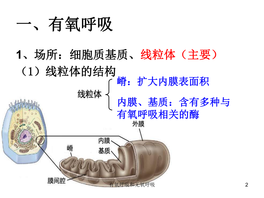 有氧呼吸和无氧呼吸培训课件.ppt_第2页