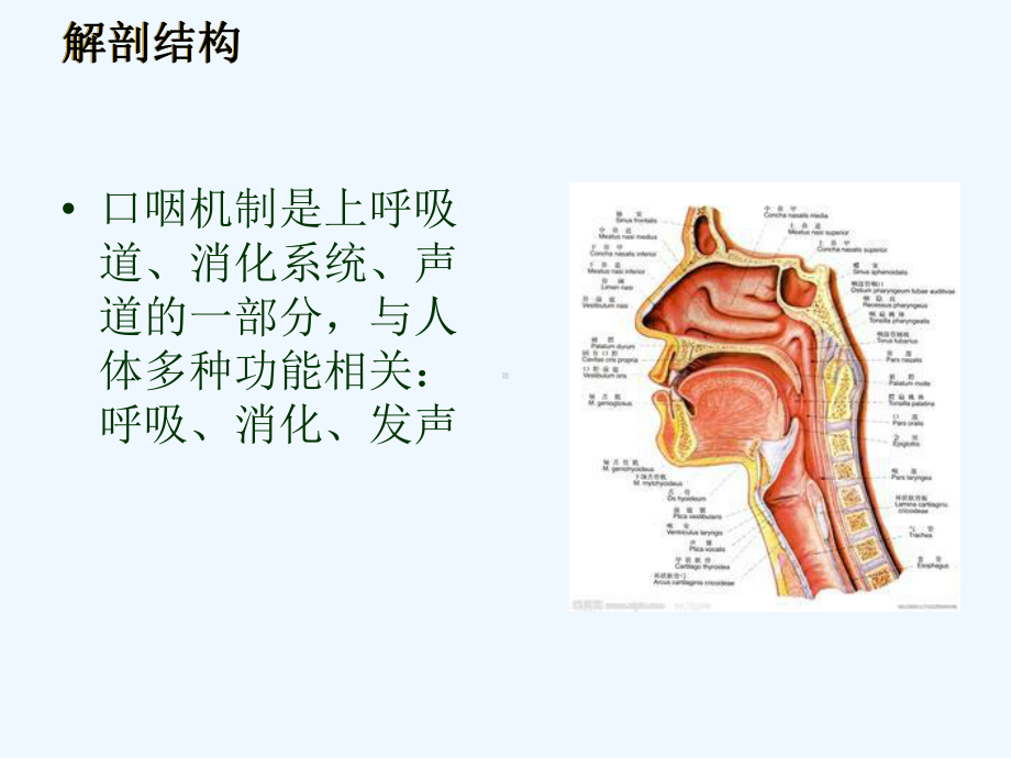 新生儿口腔与呼吸的发育课件.ppt_第3页