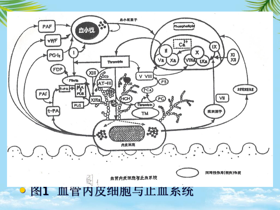 教培用血栓与止血的筛选试验及其临床应用课件.ppt_第3页