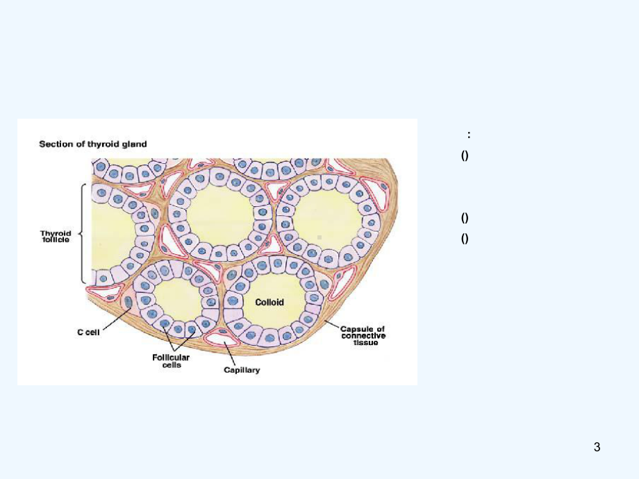 常见甲状腺疾病诊疗要点课件.ppt_第3页