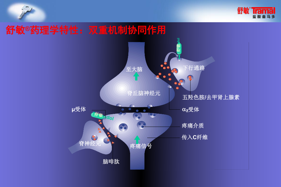 曲马多的临床应用课件.ppt_第3页