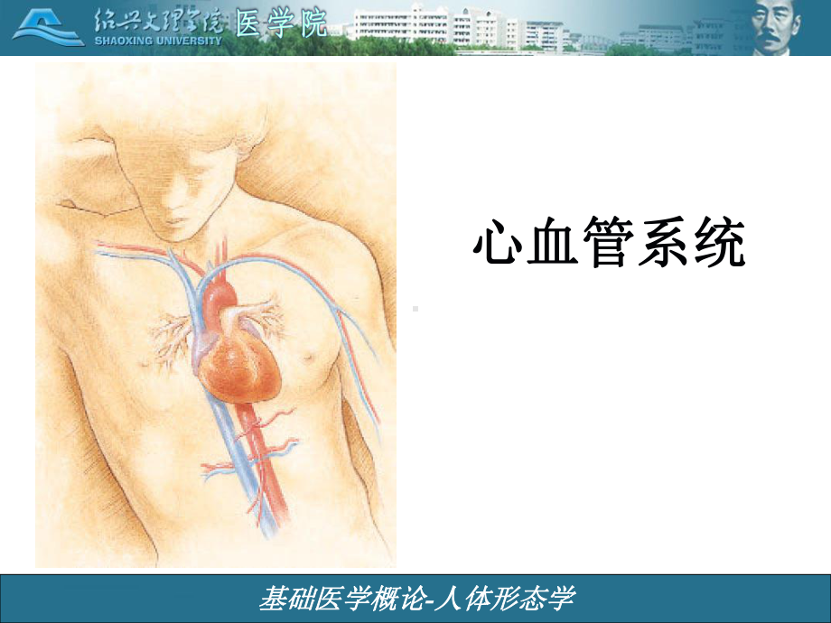 心血管系统概论课件.pptx_第1页