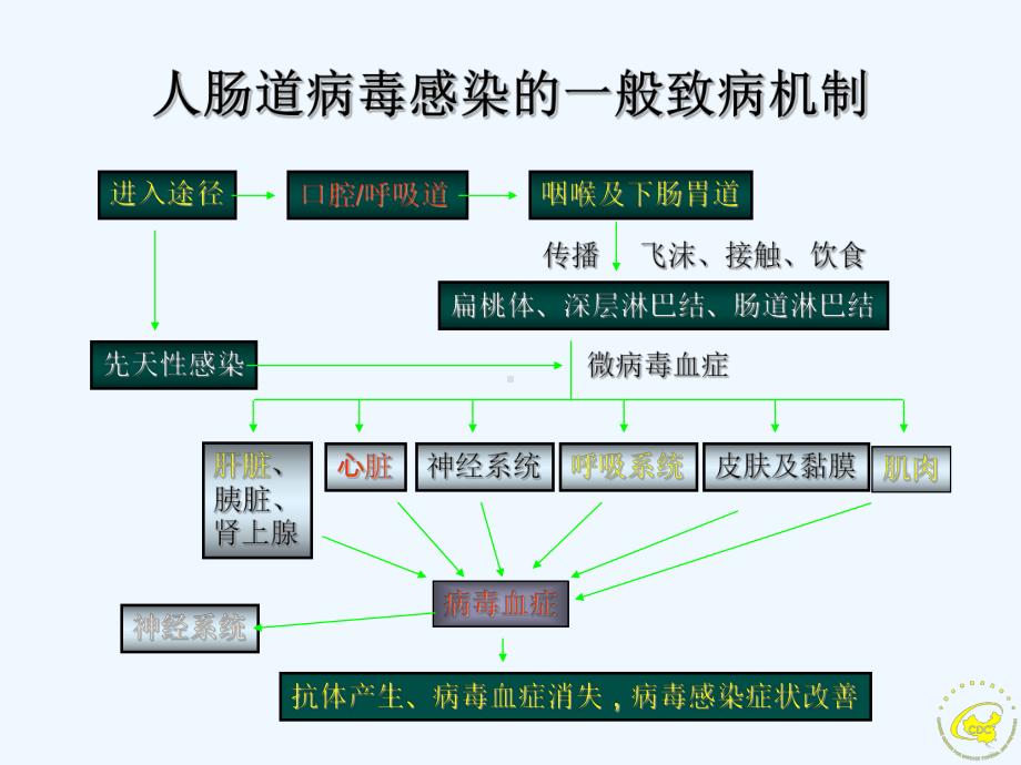 手足口病病原学及实验室检测课件.ppt_第3页