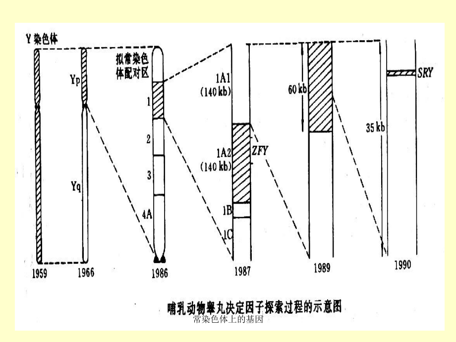 常染色体上的基因课件.ppt_第3页