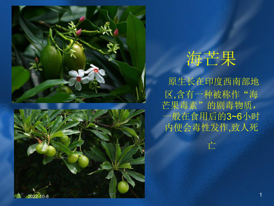 常见有毒植物医学培训课件.ppt_第1页