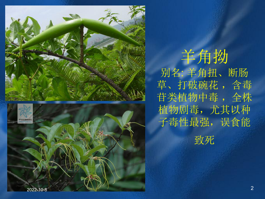 常见有毒植物医学培训课件.ppt_第2页