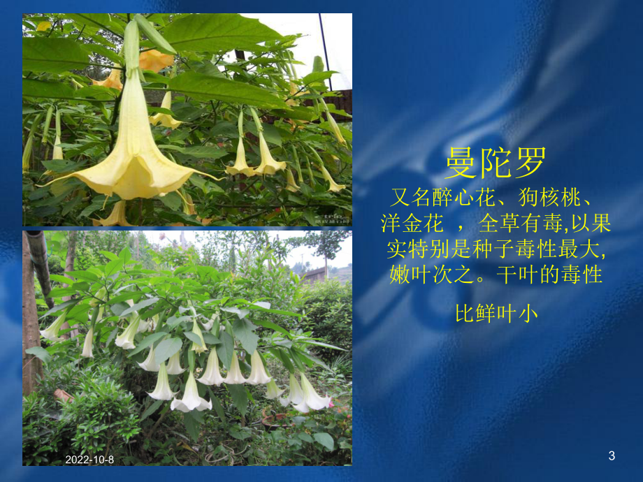 常见有毒植物医学培训课件.ppt_第3页