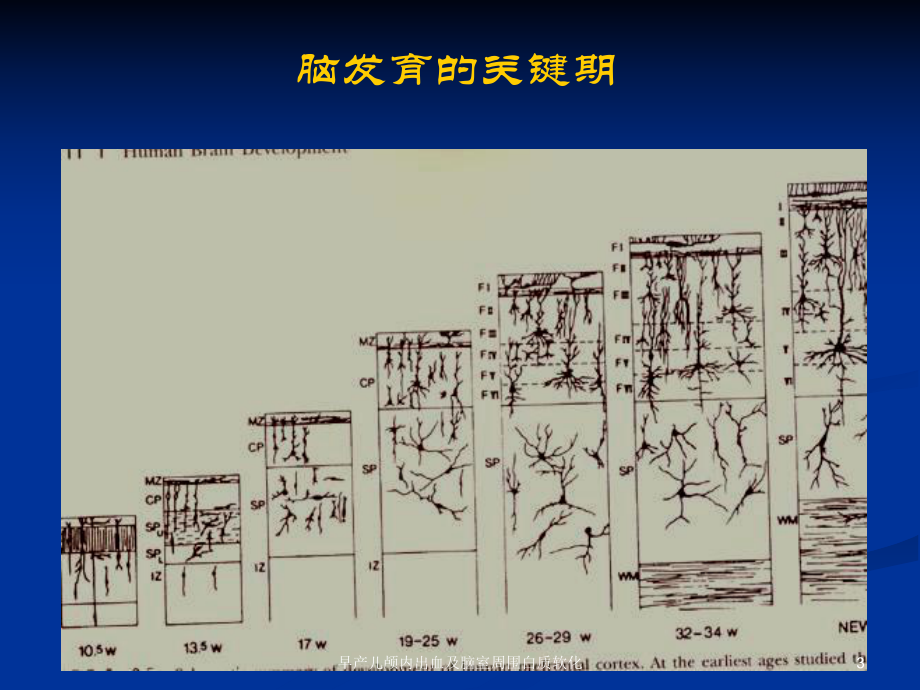 早产儿颅内出血及脑室周围白质软化课件.ppt_第3页