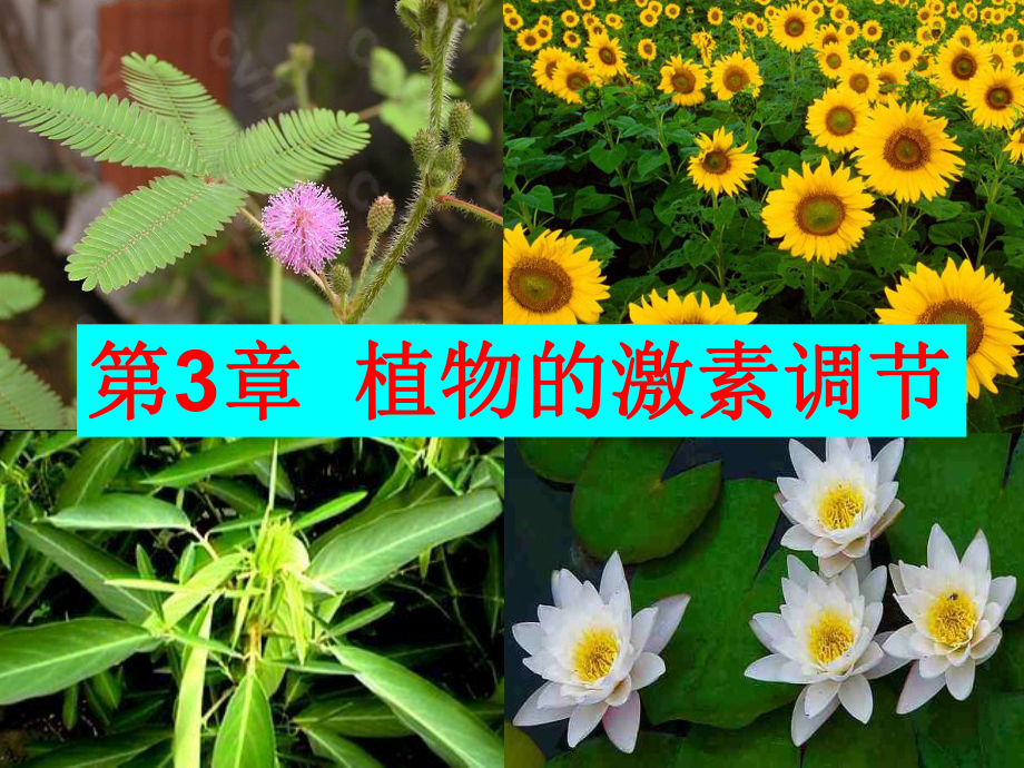 植物生长素的发现完整版课件.ppt_第3页