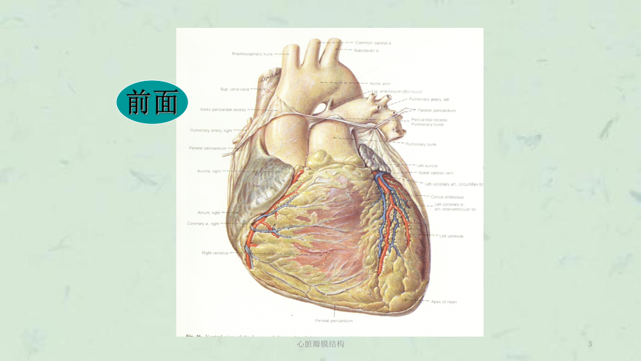 心脏瓣膜结构课件.ppt_第3页