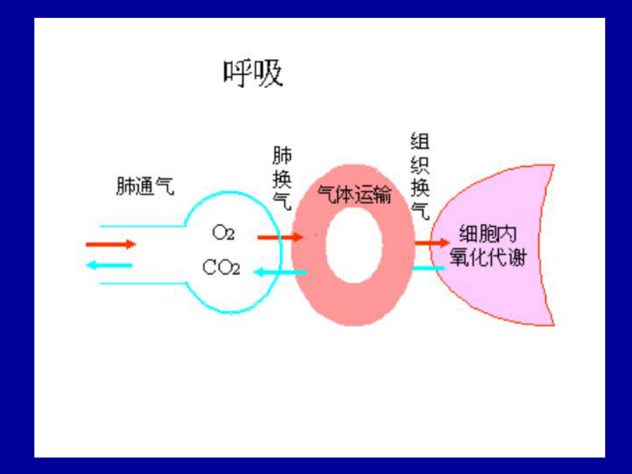 急性呼吸衰竭专业知识培训培训课件.ppt_第2页