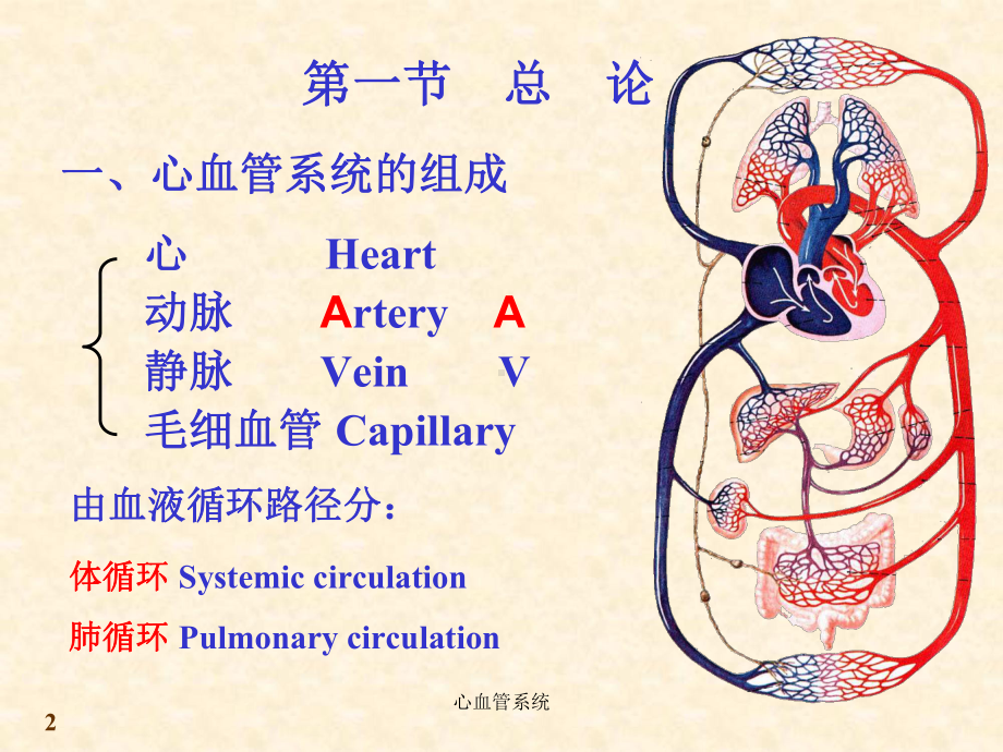 心血管系统课件.ppt_第2页