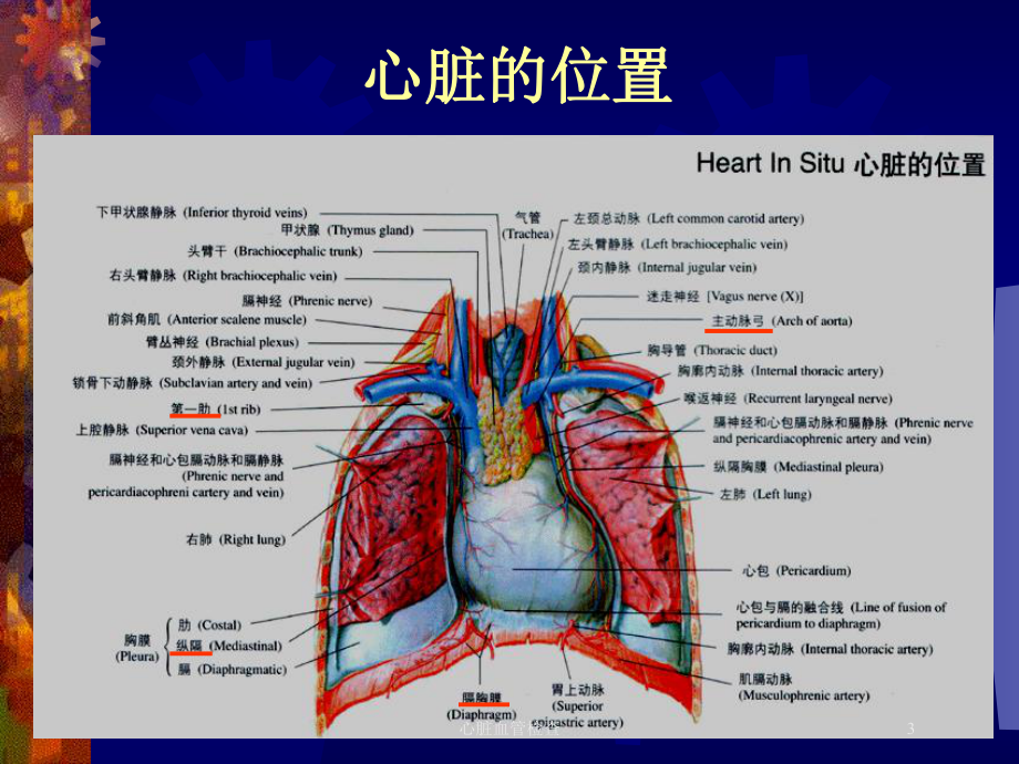 心脏血管检查培训课件.ppt_第3页