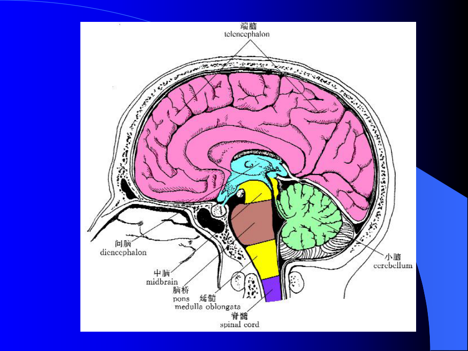 意识障碍大脑解剖及病损的定位诊断培训课件.ppt_第2页