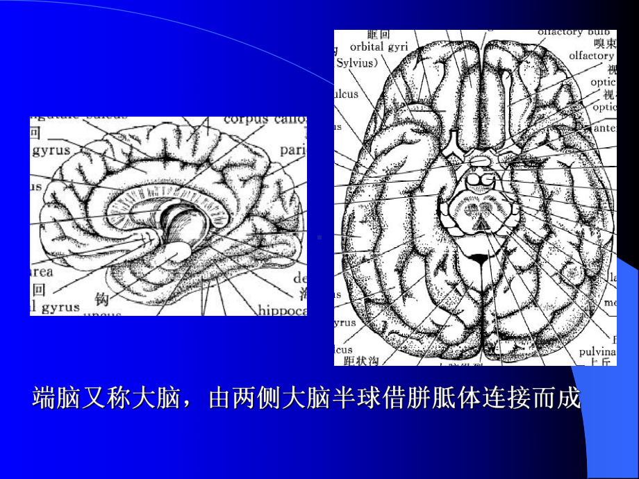 意识障碍大脑解剖及病损的定位诊断培训课件.ppt_第3页