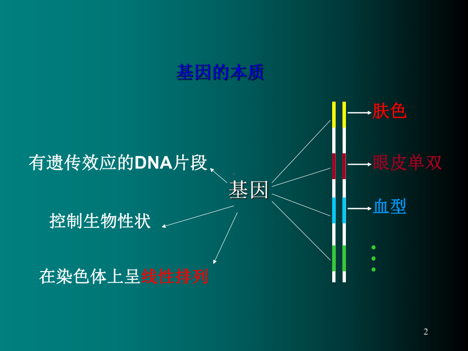 染色体与DNA分子生物学精选课件.ppt_第2页