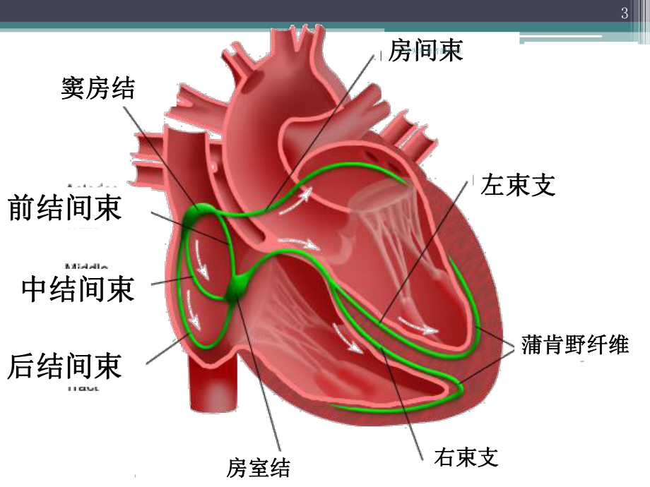 心律失常患者的护理培训课件.ppt_第3页