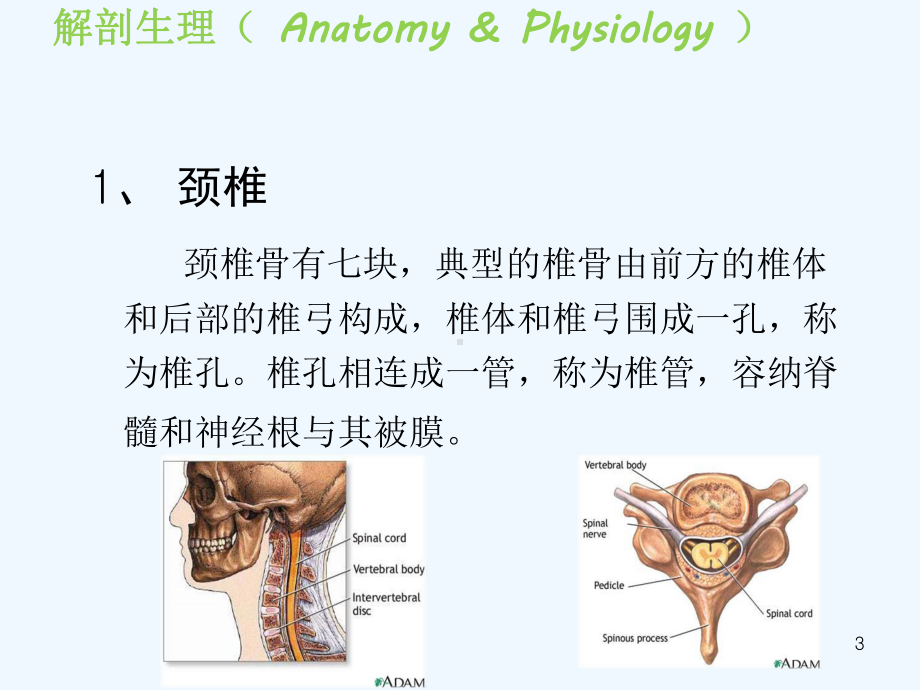 推拿治疗学颈椎病课件.ppt_第3页