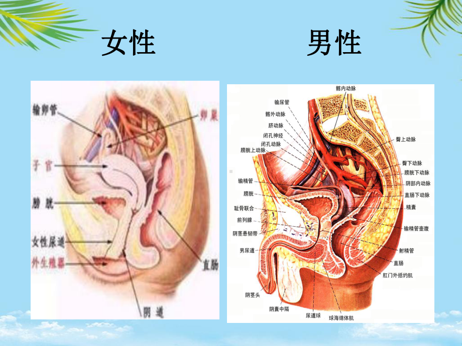 尿失禁护理课件.ppt_第2页