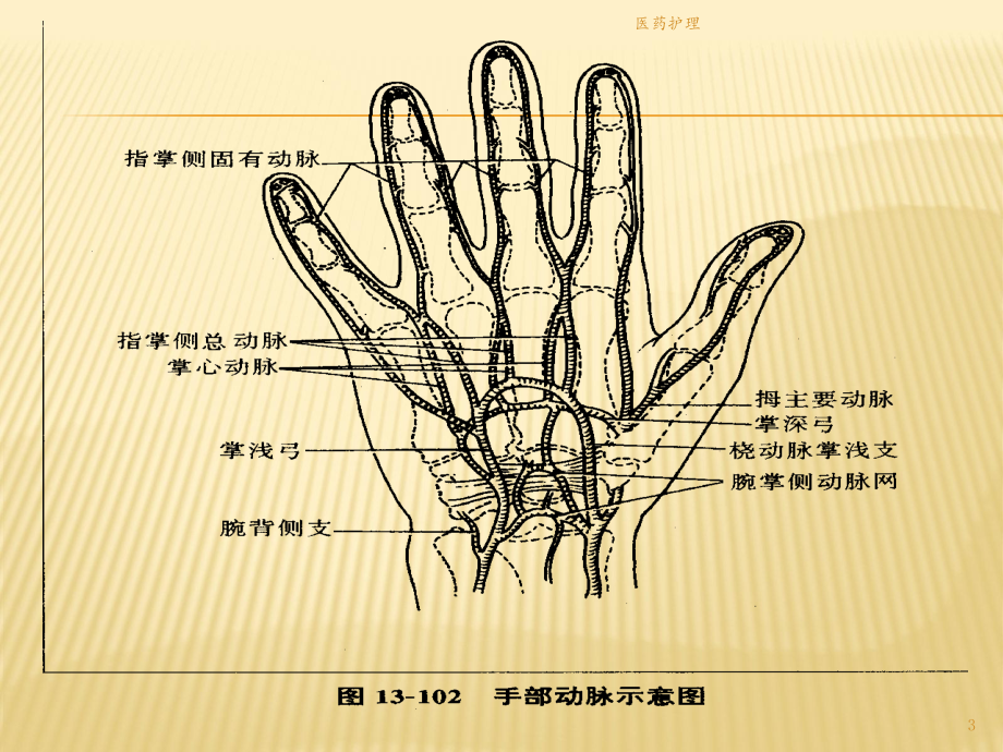 断指再植术后护理及血运观察(医疗知识)课件.pptx_第3页