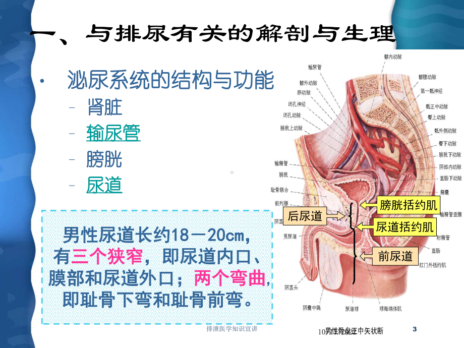 排泄医学知识宣讲培训课件.ppt_第3页