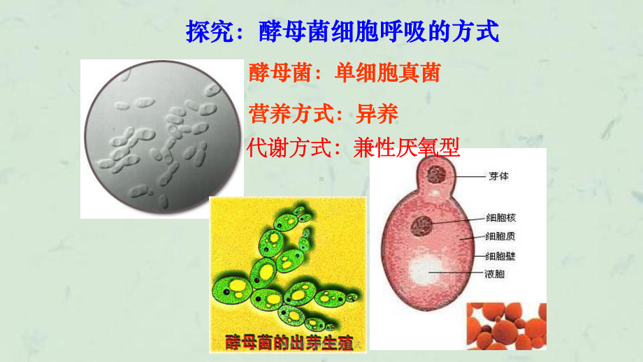 探究酵母菌的呼吸方式课件.ppt_第1页