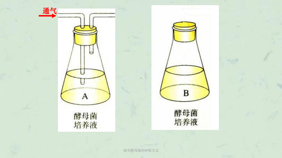 探究酵母菌的呼吸方式课件.ppt_第2页